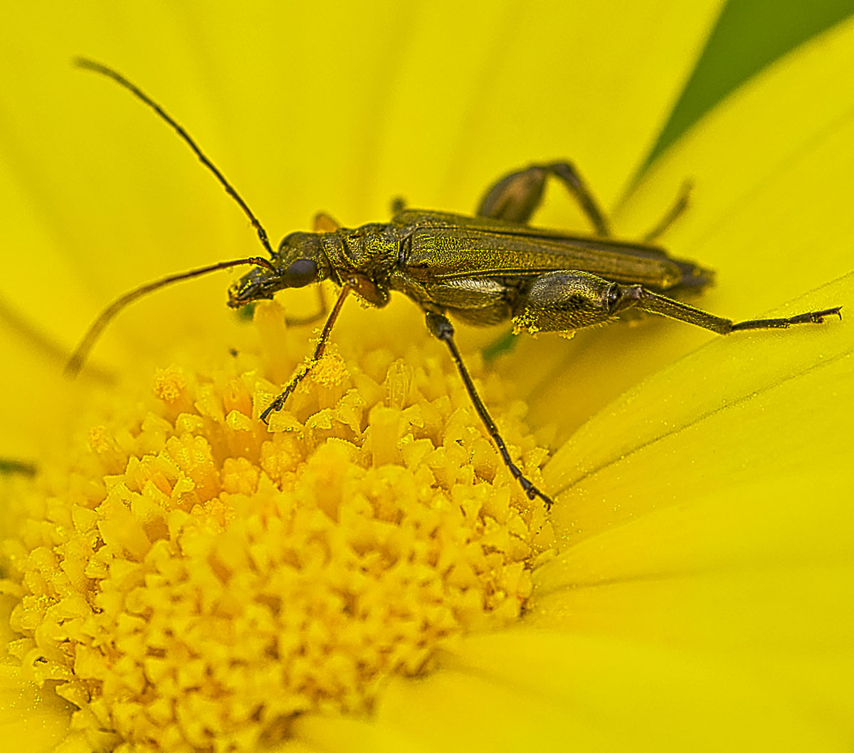 Oedemera